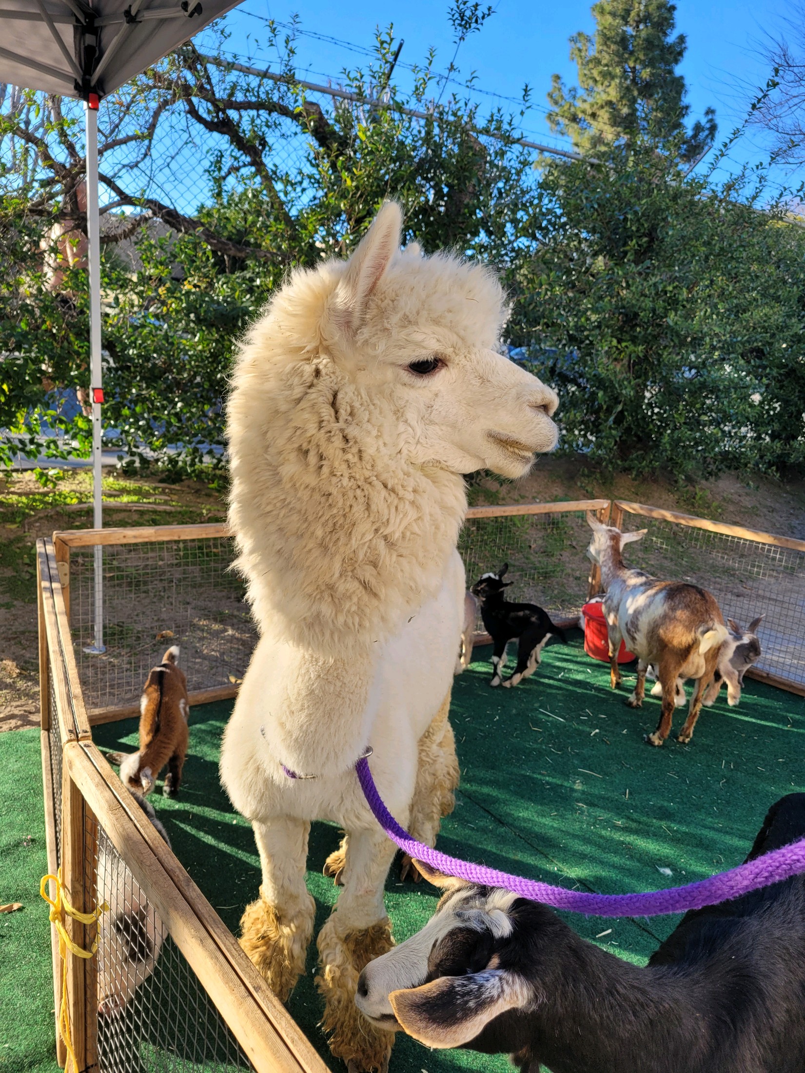 Petting Zoo - Alpaca Wendy